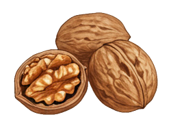walnut